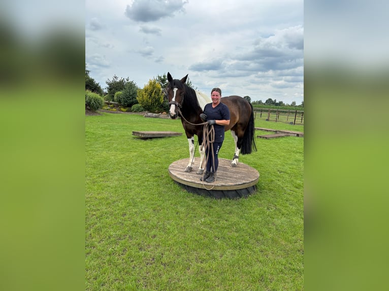 Caballo de deporte irlandés Caballo castrado 10 años 153 cm Pío in Salzgitter
