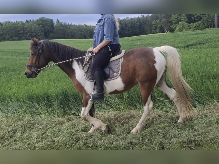 Caballo de deporte irlandés Mestizo Caballo castrado 10 años 155 cm Pío in Wald