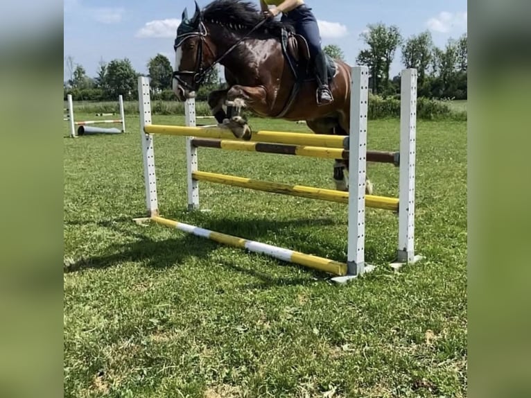 Caballo de deporte irlandés Caballo castrado 10 años 157 cm Castaño in Worben