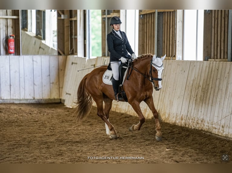 Caballo de deporte irlandés Mestizo Caballo castrado 10 años 158 cm Alazán in Gauting