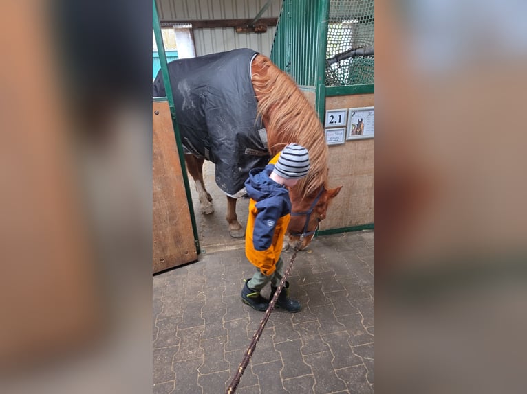 Caballo de deporte irlandés Caballo castrado 10 años 159 cm Alazán in Rheurdt
