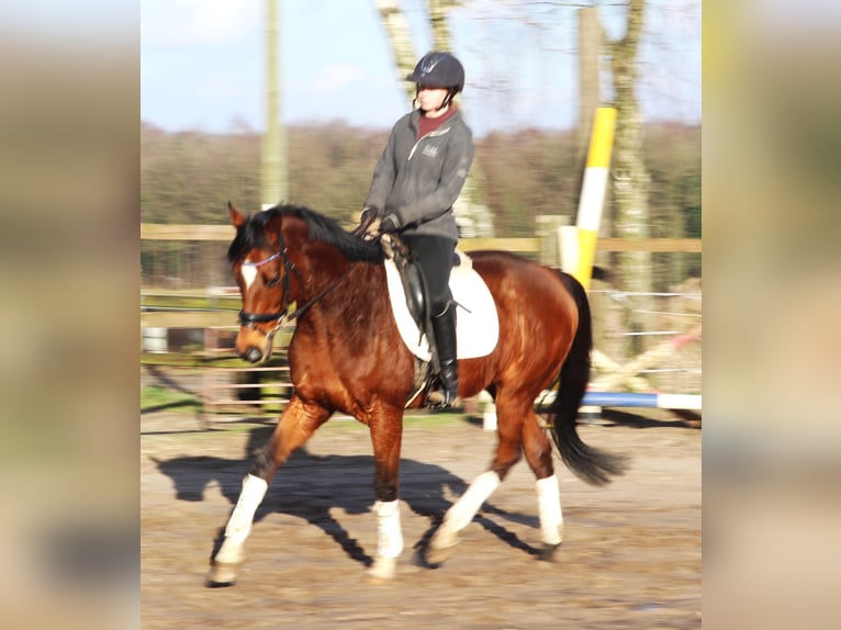 Caballo de deporte irlandés Mestizo Caballo castrado 10 años 160 cm Castaño in Uelsen