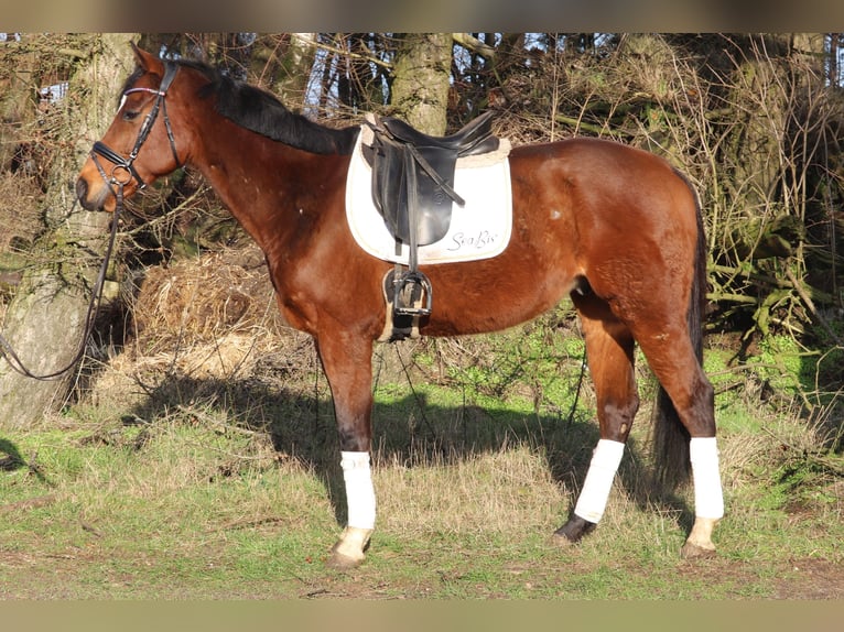 Caballo de deporte irlandés Mestizo Caballo castrado 10 años 160 cm Castaño in Uelsen