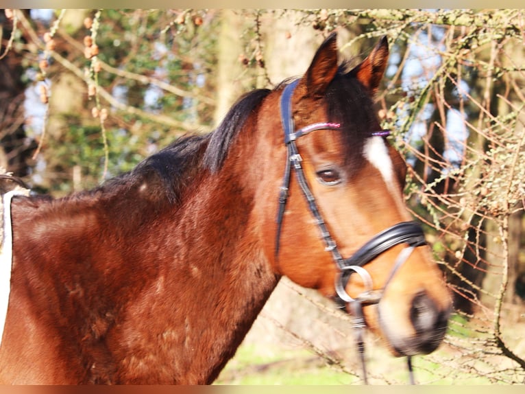 Caballo de deporte irlandés Mestizo Caballo castrado 10 años 160 cm Castaño in Uelsen