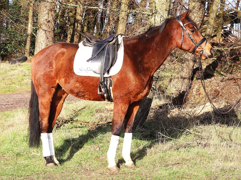 Caballo de deporte irlandés Mestizo Caballo castrado 10 años 160 cm Castaño in Uelsen