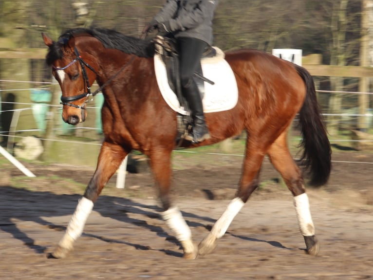 Caballo de deporte irlandés Mestizo Caballo castrado 10 años 160 cm Castaño in Uelsen