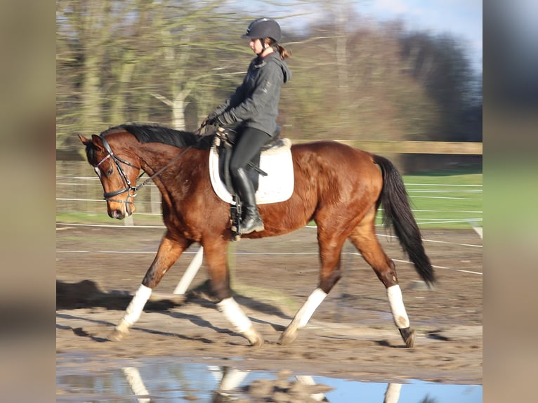 Caballo de deporte irlandés Mestizo Caballo castrado 10 años 160 cm Castaño in Uelsen