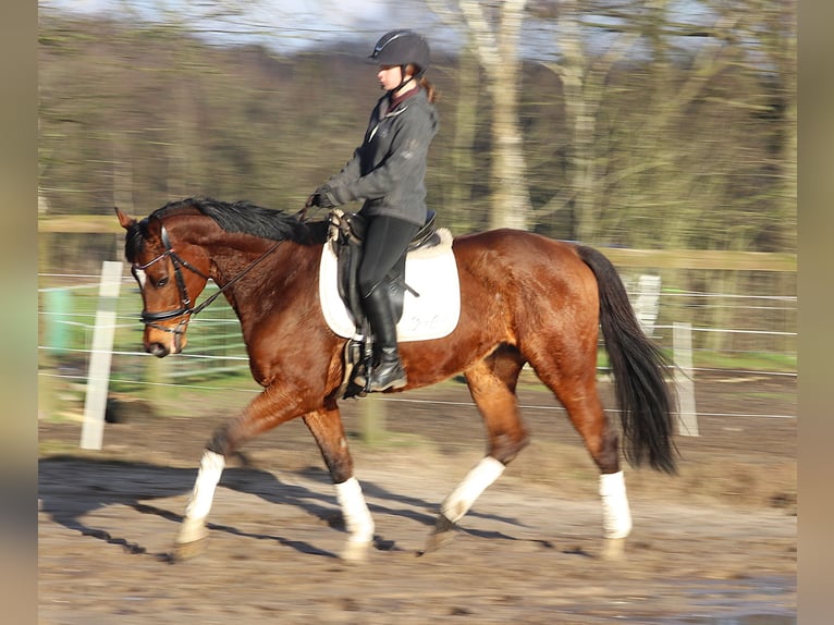 Caballo de deporte irlandés Mestizo Caballo castrado 10 años 160 cm Castaño in Uelsen