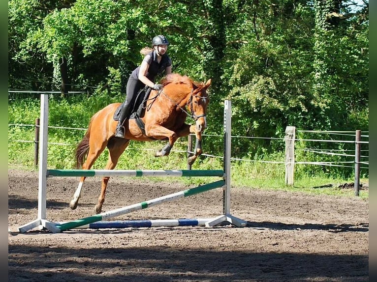 Caballo de deporte irlandés Caballo castrado 10 años 162 cm Alazán in Dörverden