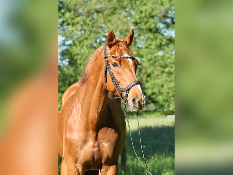 Caballo de deporte irlandés Caballo castrado 10 años 162 cm Alazán in Dörverden