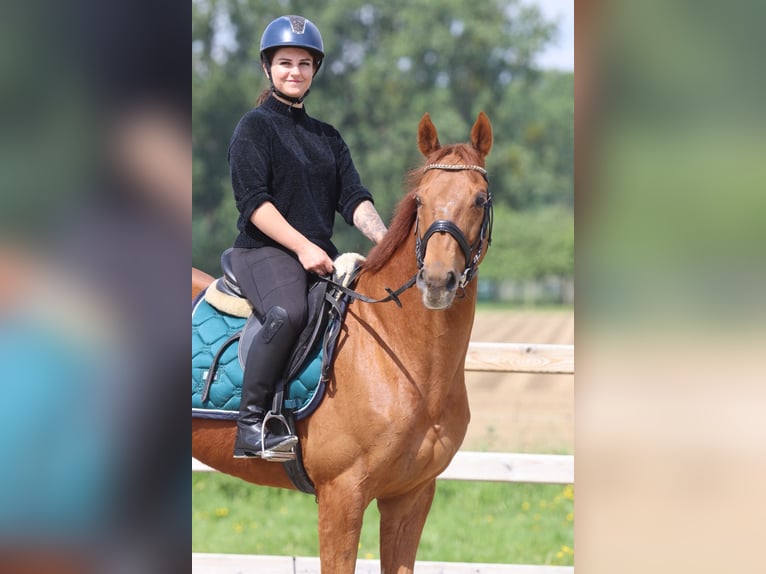 Caballo de deporte irlandés Caballo castrado 10 años 162 cm Alazán in Pepingen