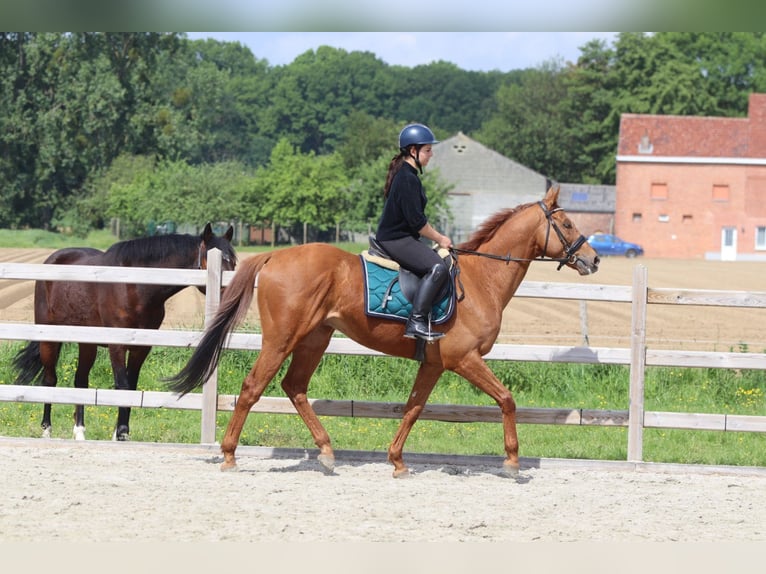 Caballo de deporte irlandés Caballo castrado 10 años 162 cm Alazán in Pepingen