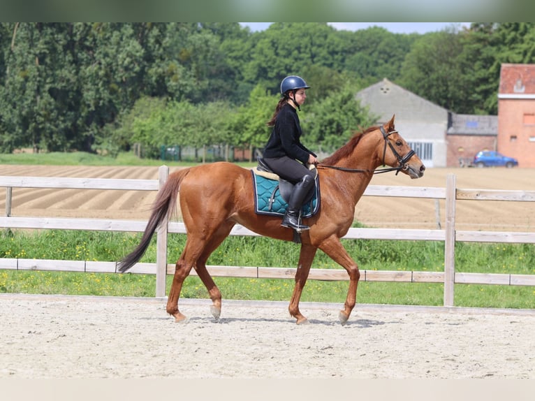 Caballo de deporte irlandés Caballo castrado 10 años 162 cm Alazán in Pepingen