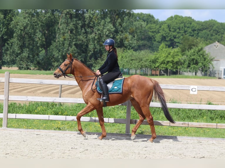Caballo de deporte irlandés Caballo castrado 10 años 162 cm Alazán in Pepingen