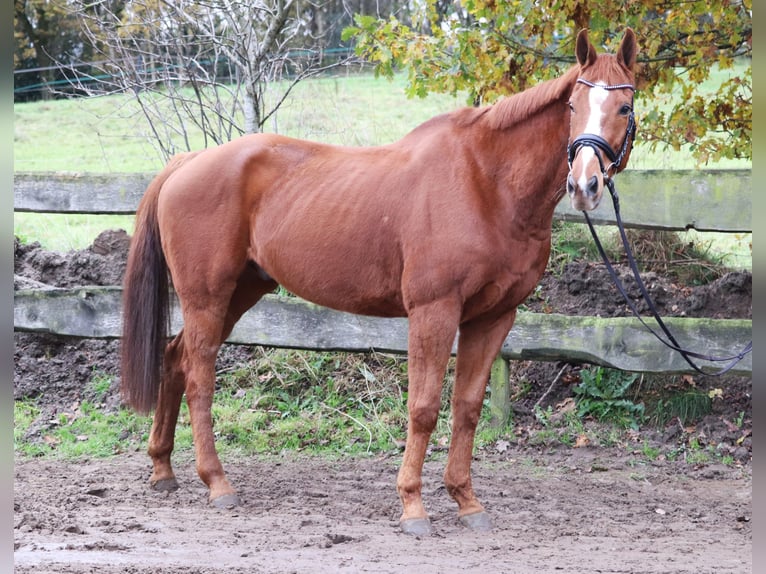 Caballo de deporte irlandés Caballo castrado 10 años 162 cm Alazán in uelsen