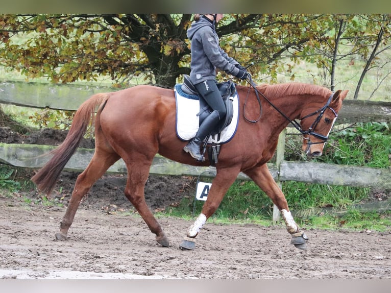 Caballo de deporte irlandés Caballo castrado 10 años 162 cm Alazán in uelsen