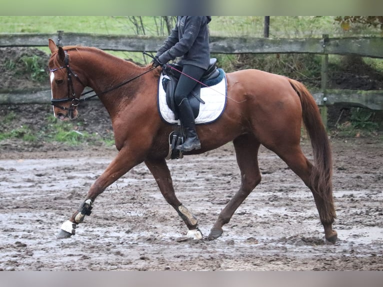 Caballo de deporte irlandés Caballo castrado 10 años 162 cm Alazán in uelsen