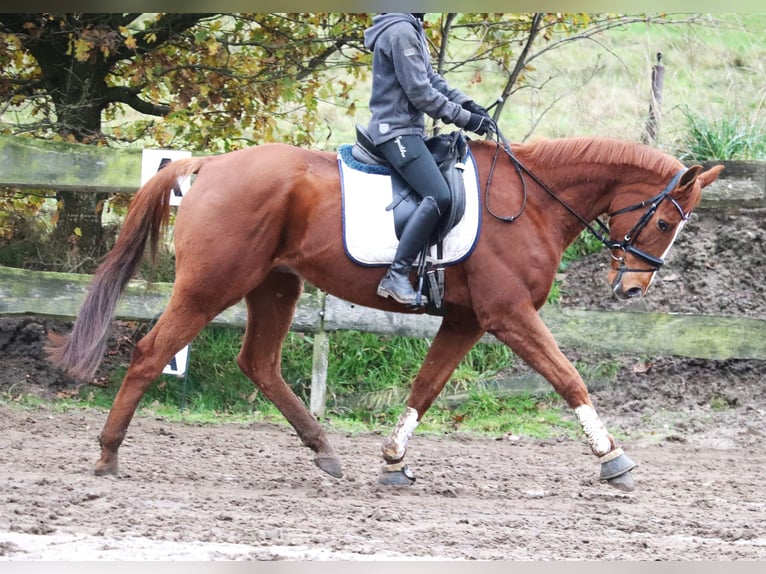 Caballo de deporte irlandés Caballo castrado 10 años 162 cm Alazán in uelsen