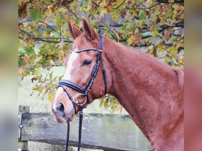 Caballo de deporte irlandés Caballo castrado 10 años 162 cm Alazán in uelsen