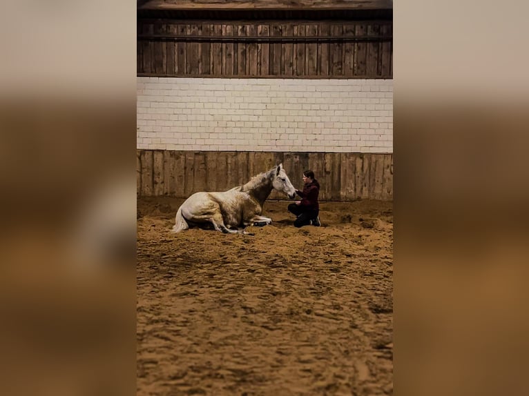 Caballo de deporte irlandés Caballo castrado 10 años 163 cm Tordo picazo in Lage