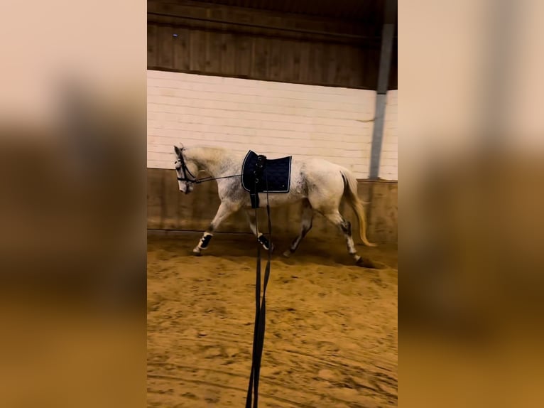 Caballo de deporte irlandés Caballo castrado 10 años 163 cm Tordo picazo in Lage