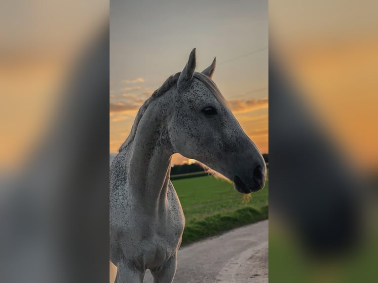 Caballo de deporte irlandés Caballo castrado 10 años 163 cm Tordo picazo in Lage