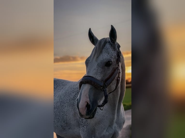 Caballo de deporte irlandés Caballo castrado 10 años 163 cm Tordo picazo in Lage