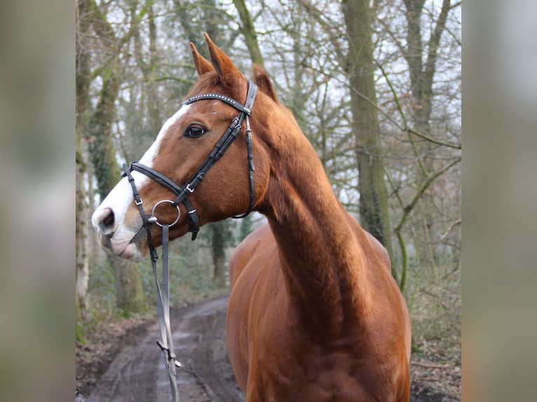 Caballo de deporte irlandés Caballo castrado 10 años 165 cm Alazán in Wachtendonk