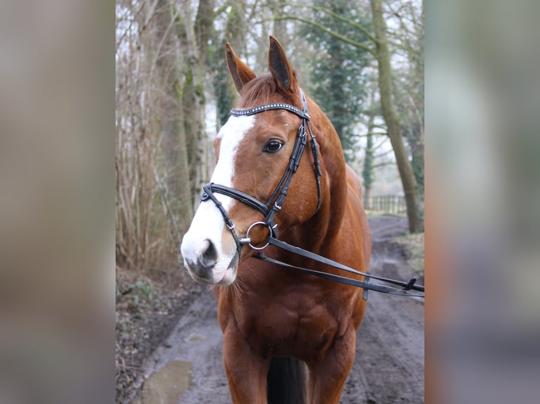 Caballo de deporte irlandés Caballo castrado 10 años 165 cm Alazán in Wachtendonk