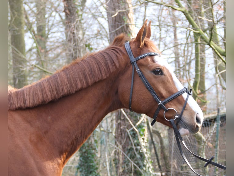 Caballo de deporte irlandés Caballo castrado 10 años 165 cm Alazán in Wachtendonk