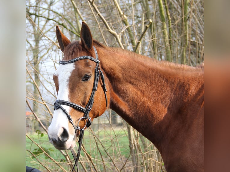 Caballo de deporte irlandés Caballo castrado 10 años 165 cm Alazán in Wachtendonk