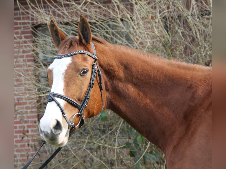 Caballo de deporte irlandés Caballo castrado 10 años 165 cm Alazán in Wachtendonk