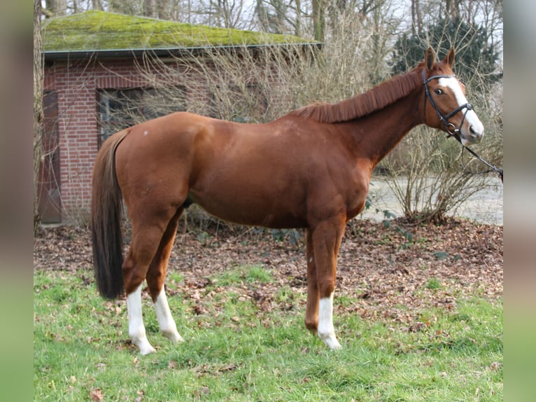 Caballo de deporte irlandés Caballo castrado 10 años 165 cm Alazán in Wachtendonk