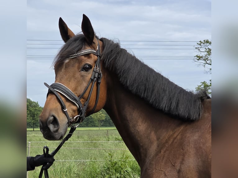 Caballo de deporte irlandés Mestizo Caballo castrado 10 años 165 cm Castaño in Wachtendonk