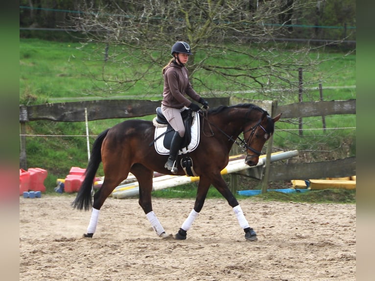 Caballo de deporte irlandés Mestizo Caballo castrado 10 años 165 cm Castaño in Uelsenuelsen