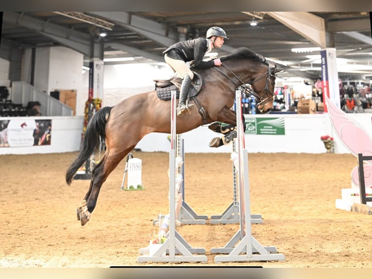 Caballo de deporte irlandés Caballo castrado 10 años 165 cm Castaño rojizo in grantham. Lincs
