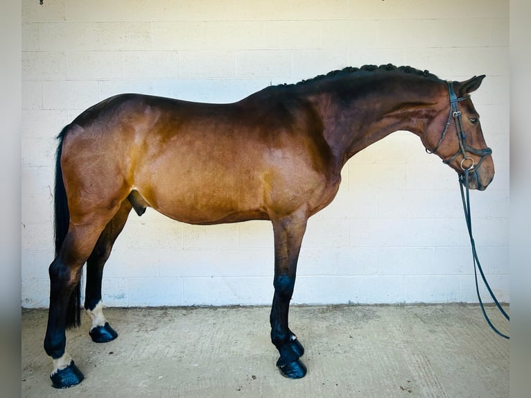 Caballo de deporte irlandés Caballo castrado 10 años 165 cm Castaño rojizo in grantham. Lincs