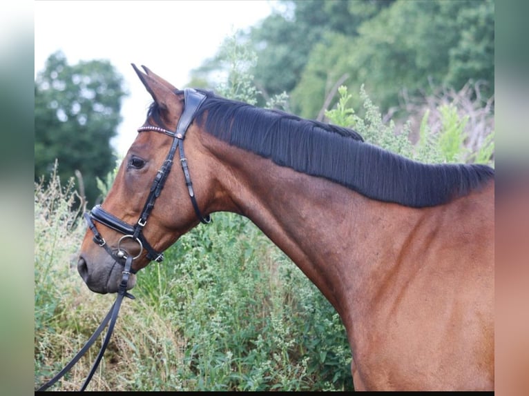Caballo de deporte irlandés Caballo castrado 10 años 168 cm Castaño in Wachtendonk