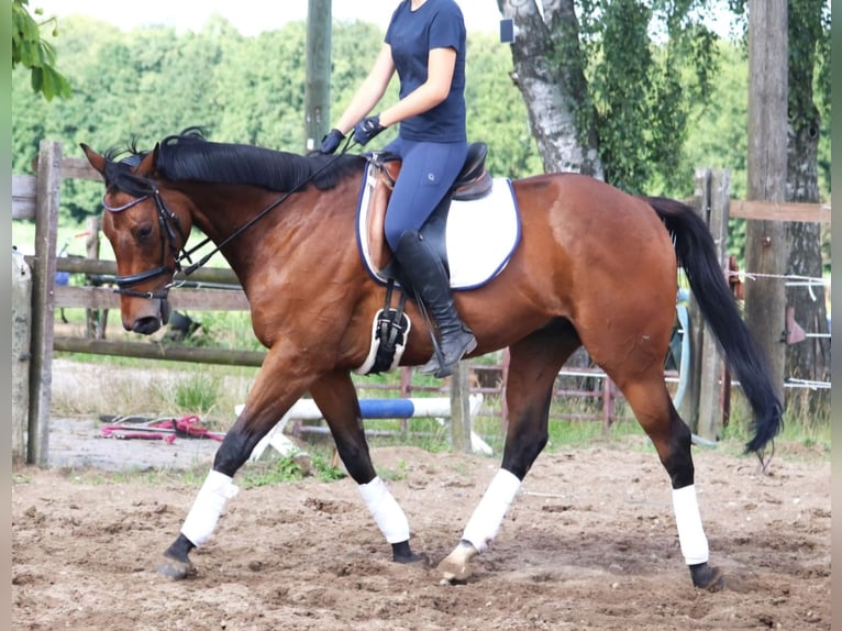 Caballo de deporte irlandés Caballo castrado 10 años 168 cm Castaño in Wachtendonk