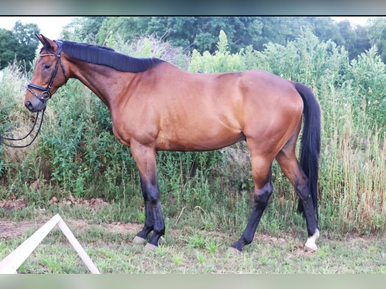 Caballo de deporte irlandés Caballo castrado 10 años 168 cm Castaño in Wachtendonk