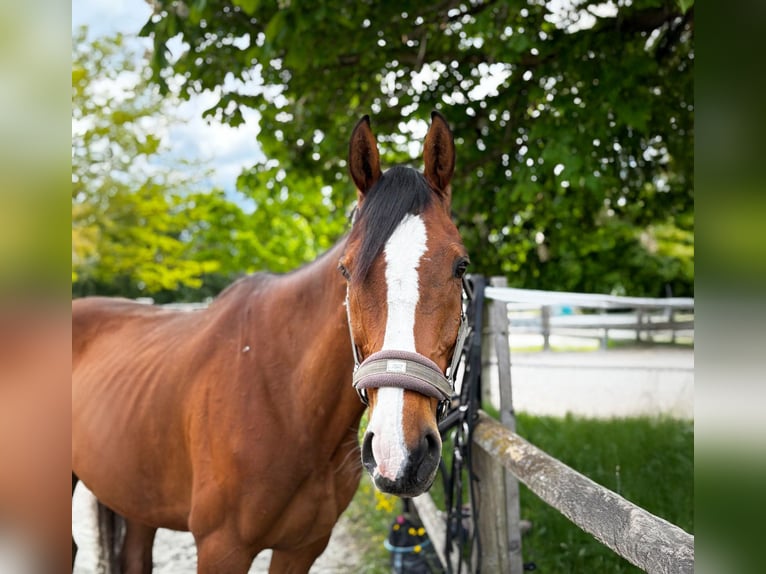 Caballo de deporte irlandés Caballo castrado 10 años 168 cm Castaño in Reutte