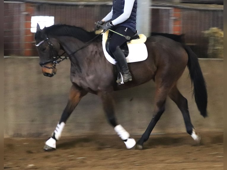 Caballo de deporte irlandés Mestizo Caballo castrado 10 años 168 cm Castaño oscuro in uelsen