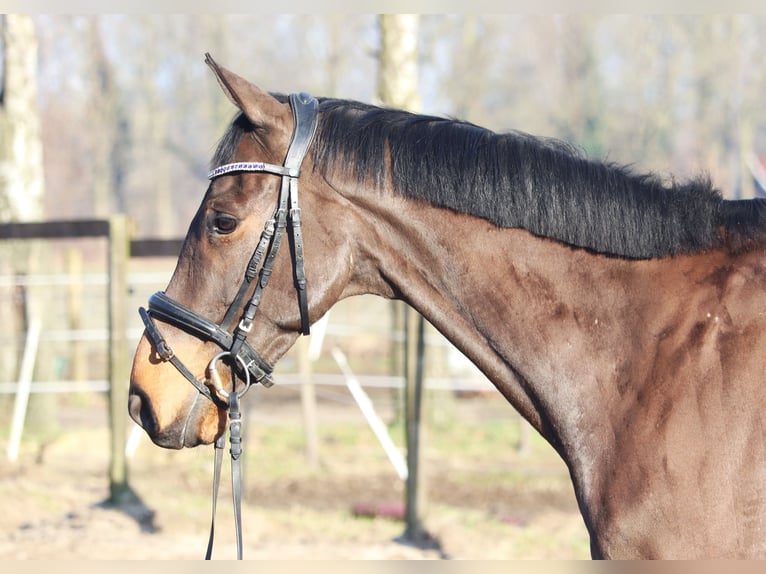 Caballo de deporte irlandés Mestizo Caballo castrado 10 años 168 cm Castaño oscuro in uelsen