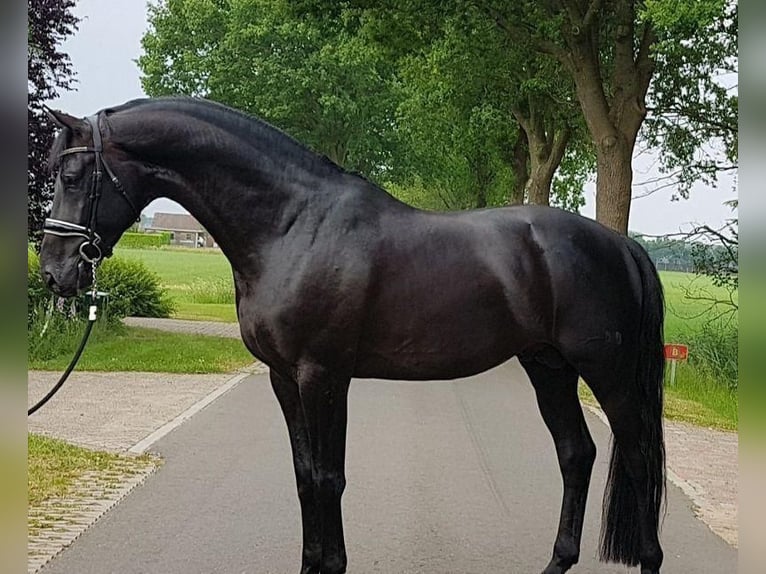 Caballo de deporte irlandés Caballo castrado 10 años 169 cm Negro in Arnhem