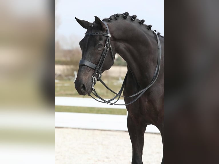 Caballo de deporte irlandés Caballo castrado 10 años 169 cm Negro in Arnhem
