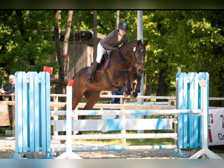 Caballo de deporte irlandés Caballo castrado 10 años 170 cm Castaño in Mulsum