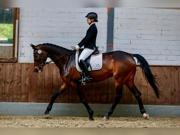 Caballo de deporte irlandés Caballo castrado 10 años 170 cm Castaño in Mulsum