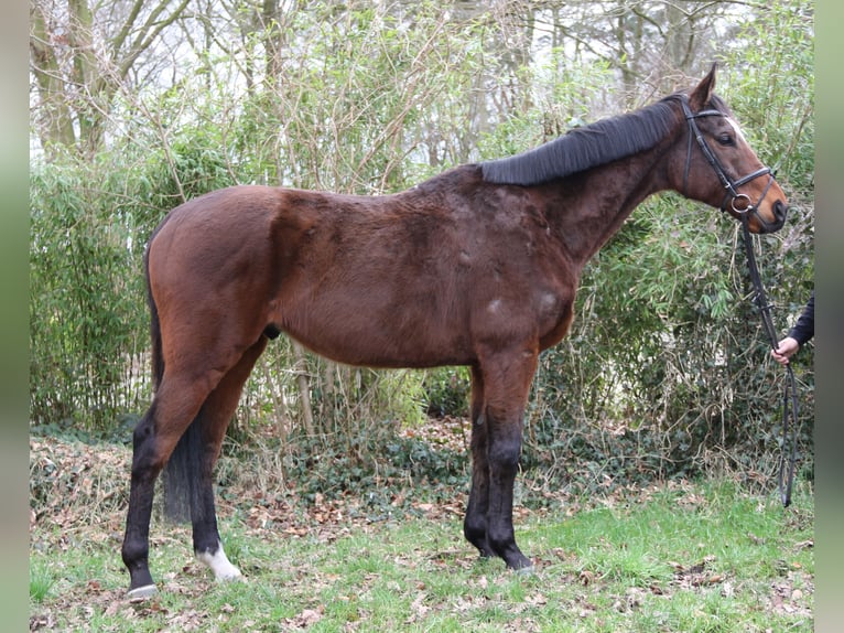 Caballo de deporte irlandés Caballo castrado 10 años 170 cm Morcillo in Wachtendonk