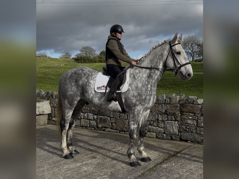 Caballo de deporte irlandés Caballo castrado 10 años 170 cm Tordo in Down