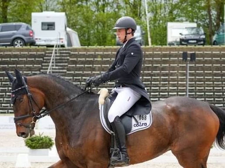 Caballo de deporte irlandés Caballo castrado 10 años 172 cm Castaño in Osnabrück